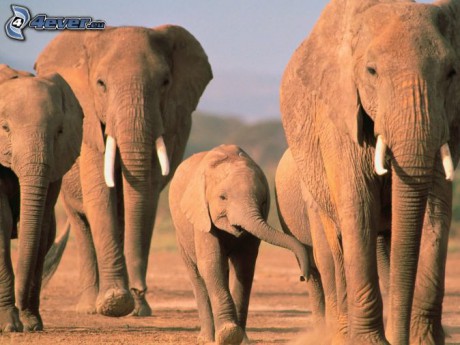 slonia rodinka