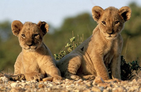 africké levíčatá 