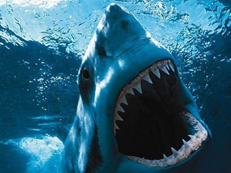 zubatý úsmev žraloka bieleho