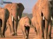 slonia rodinka