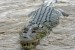 krokodíl morský v prirodzenom prostredí